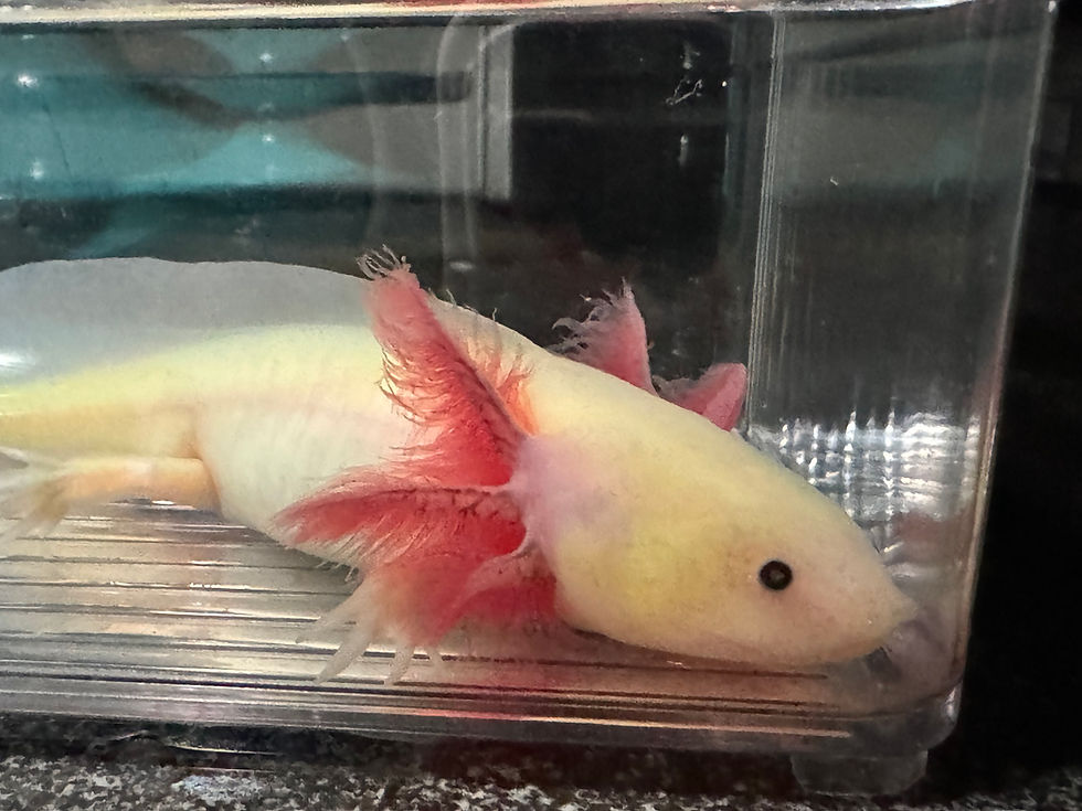 Thumbnail: "Here I Go Again" Super GFP/RFP Leucistic Melanoid Axolotl (Confirmed Male)