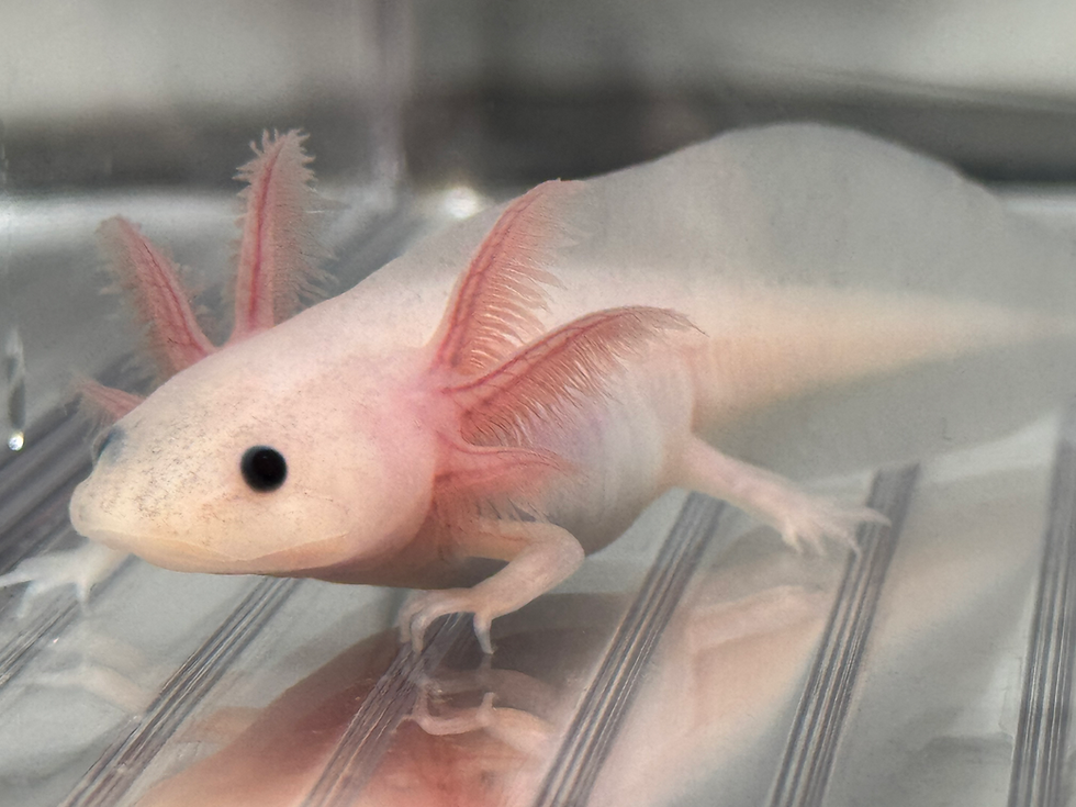 Thumbnail: "Kendall" Leucistic Melanoid Axolotl (DNA Confirmed Male)