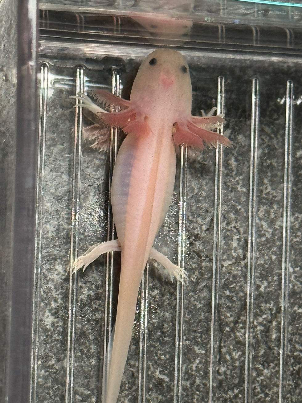 Thumbnail: "I'm Not Really A Waitress" Leucistic Axolotl (DNA Confirmed Male)
