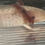Thumbnail: "Toastie" Spotted Hypomelanistic Melanoid (Confirmed Male)