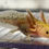 Thumbnail: "Citris Splash" RFP Hypomelanistic Axolotl (Unsexed)