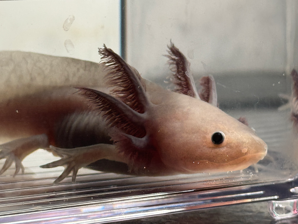 Thumbnail: "Silk Amino Bliss" RFP Hyomelanistic Melanoid Axolotl (Unsexed)