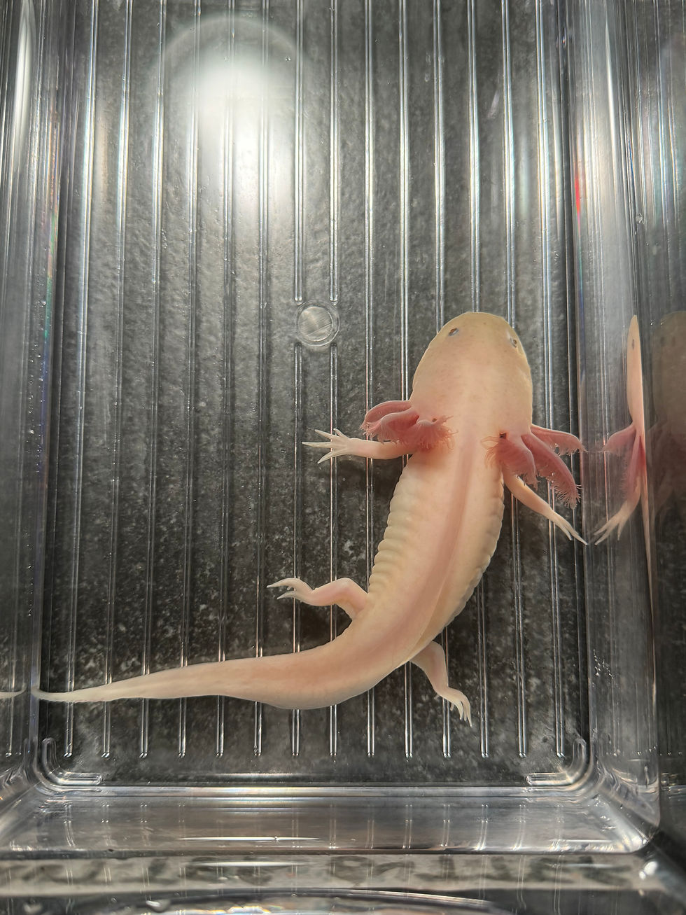 Thumbnail: "Nutter Butter" Hypomelanistic Melanoid Copper Axolotl (Probable Female)