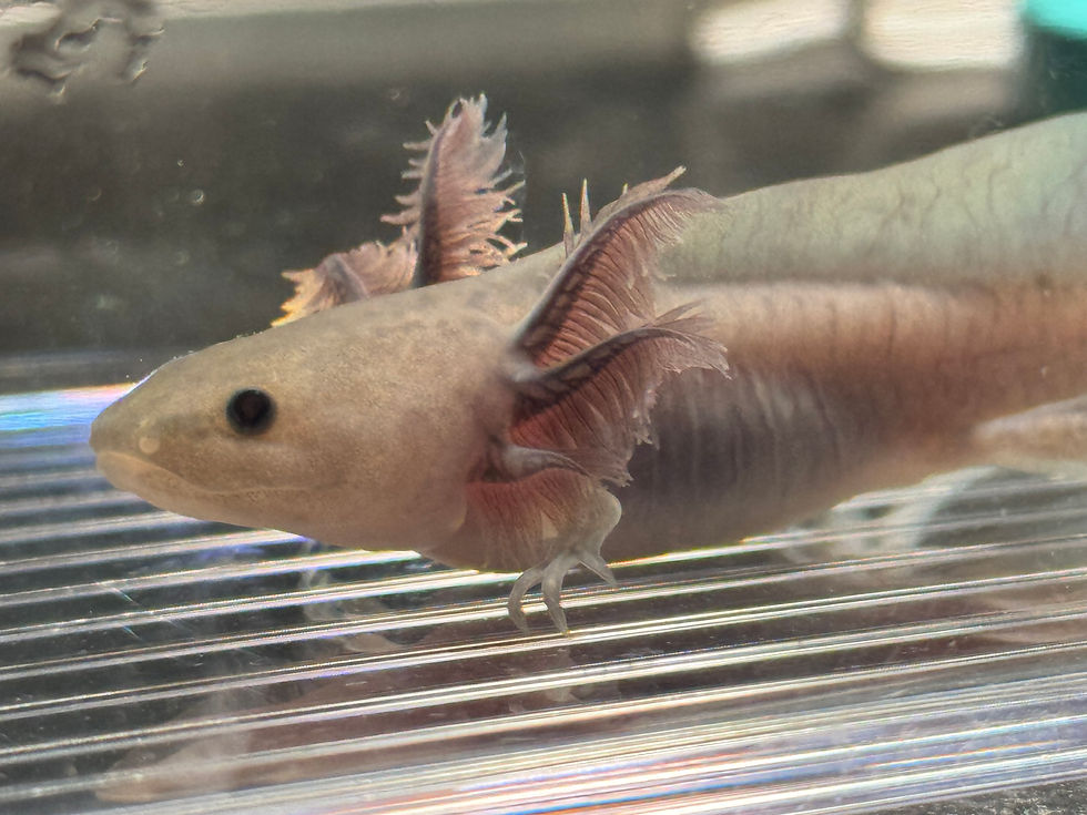 Thumbnail: "Feel Fresh" Hypomelanistic Melanoid Axolotl (Unsexed)
