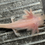 Thumbnail: "Arlington" Dirty Leucistic Melanoid Axolotl (Unsexed)