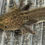 Thumbnail: "Pure Zest" Low Grade Mosaic RFP Wildtype Axolotl  (DNA Confirmed Female)