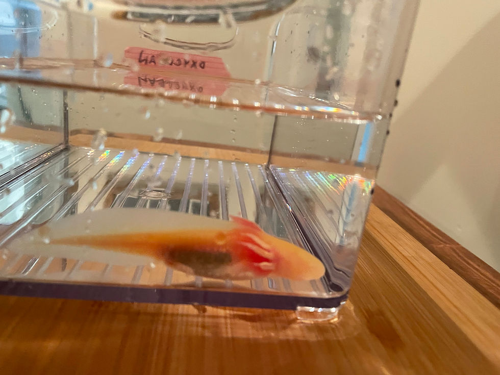 Thumbnail: "Oxyclean" High Iridophore Golden Albino Axolotl