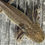 Thumbnail: "Pure Zest" Low Grade Mosaic RFP Wildtype Axolotl  (DNA Confirmed Female)