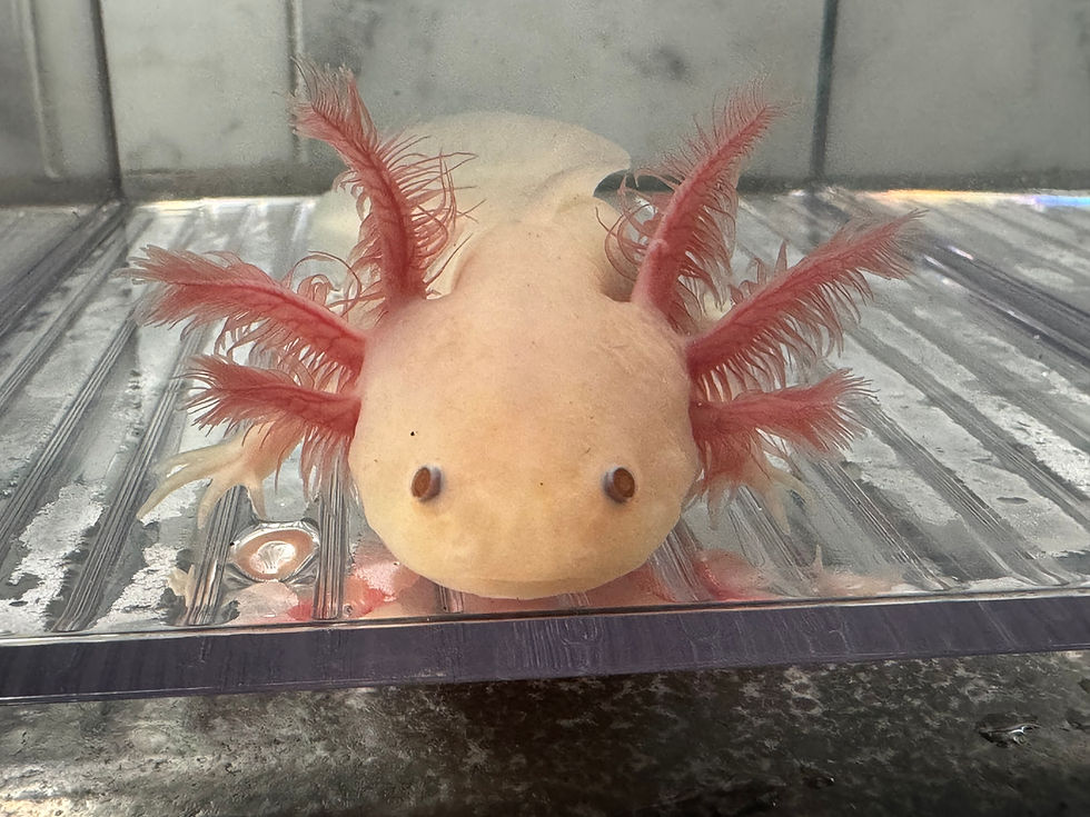 Thumbnail: "Apple Jack" Hypomelanistic Copper Melanoid Axolotl (Confirmed Male)