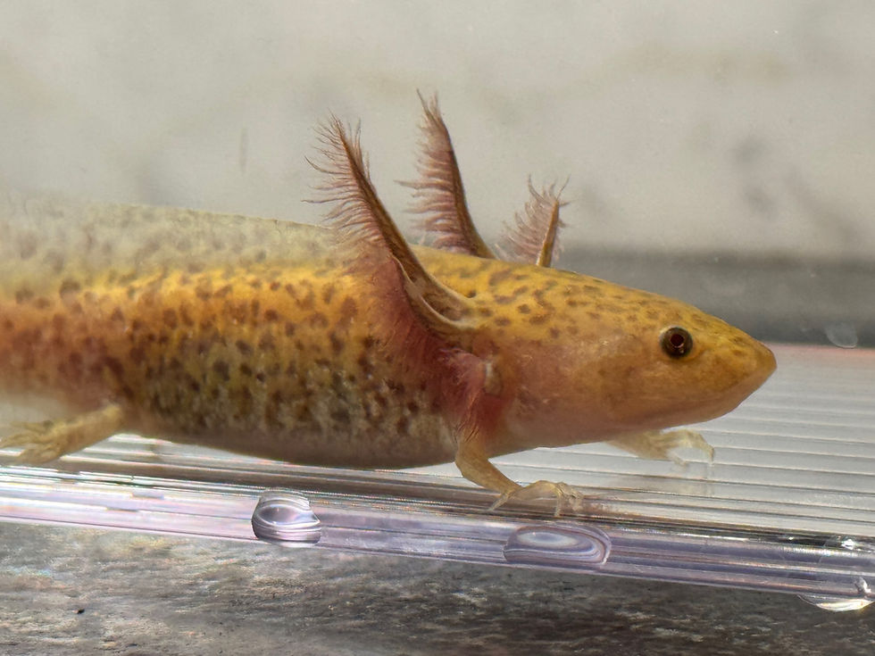 Thumbnail: "Cadmium" Hypomelanistic Axolotl (DNA Confirmed Male)