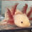 Thumbnail: "Crispex" Hypomelanistic Copper Melanoid Axolotl (Probable Female)
