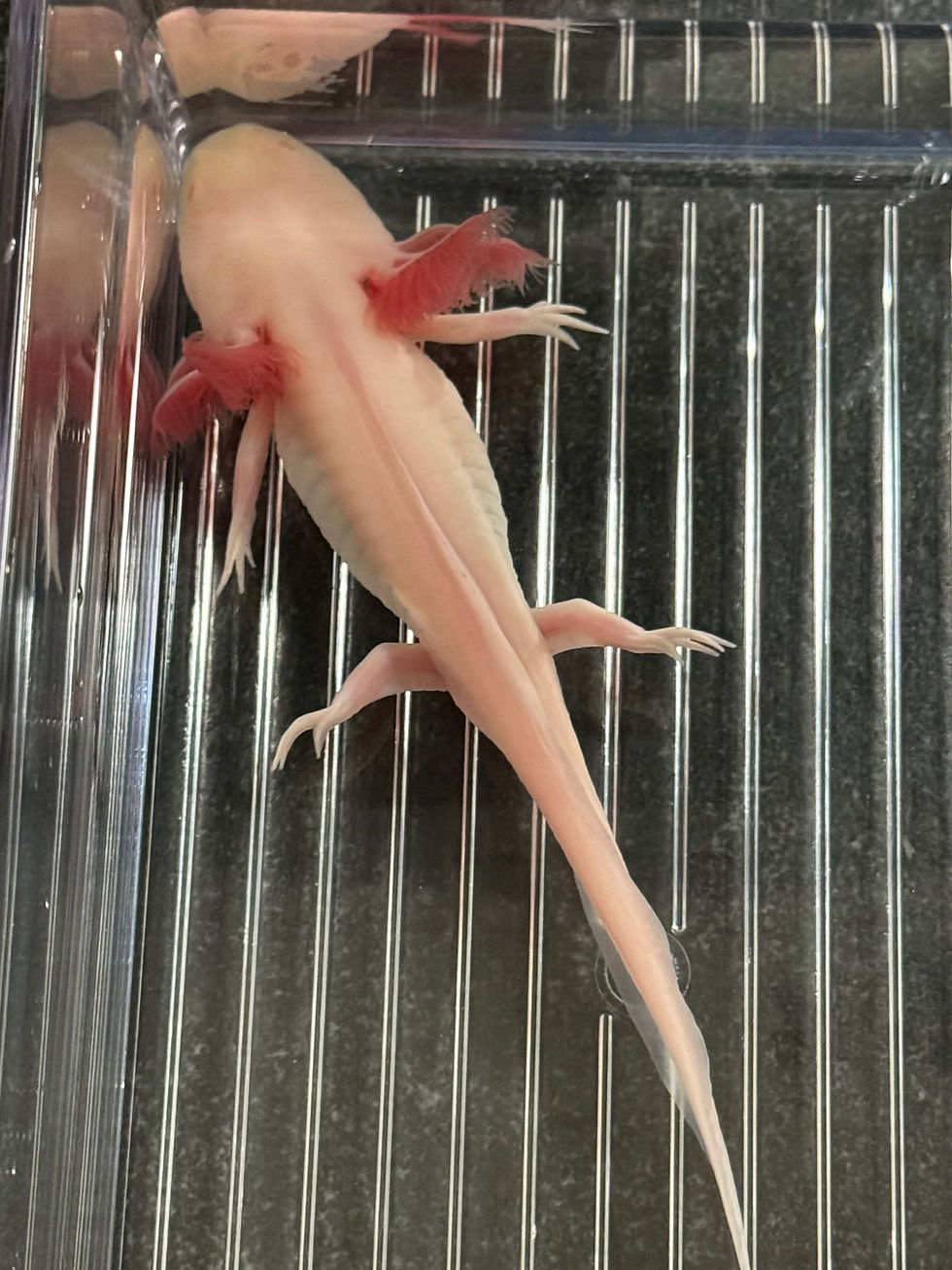 Thumbnail: "Chex" Hypomelanistic Melanoid Albino Axolotl (Confirmed Male)