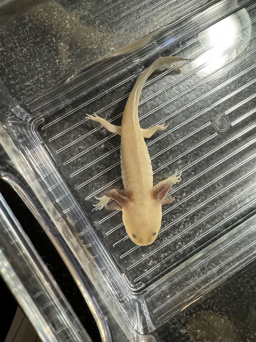 Thumbnail: "Pop Tart Crunch" Light Hypomelanistic Melanoid Axolotl
