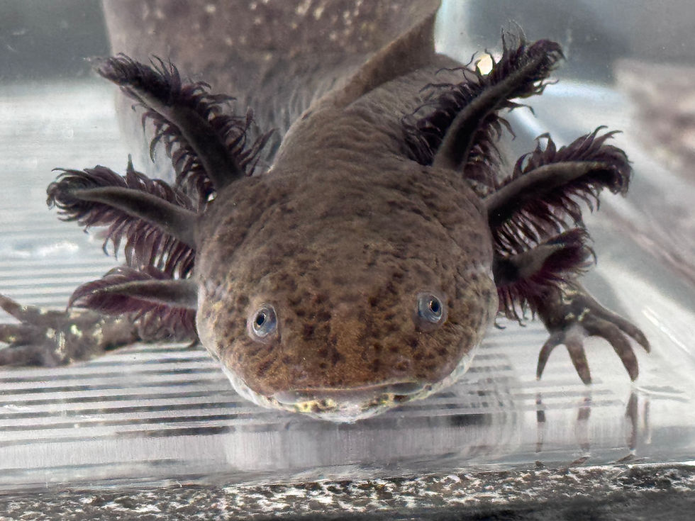 Thumbnail: "Aloe Mist Beauty" Wildtype Axolotl (DNA Confirmed Male)