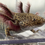 Thumbnail: "Heads Up" RFP Wildtype Axolotl (Visually Confirmed Male)