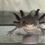 Thumbnail: "The Fizz" RFP Low Grade Mosaic Melanoid Axolotl (DNA Confirmed Female)
