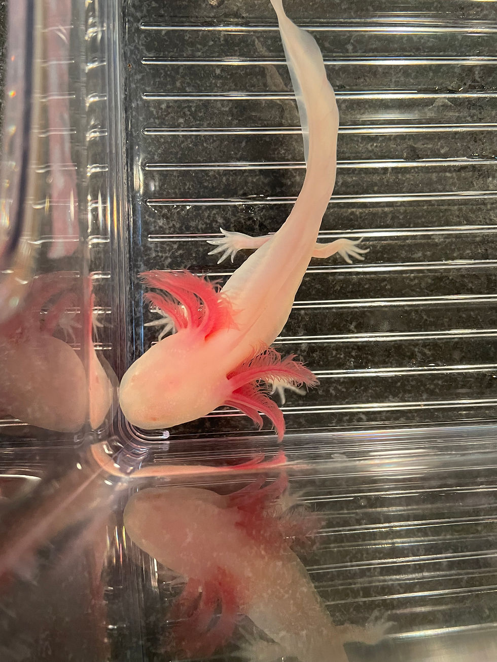 Thumbnail: "Orbit" White Albino Melanoid Axolotl