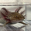 Thumbnail: "Spring Hair" RFP Wildtype Axolotl (Visually Confirmed Male)