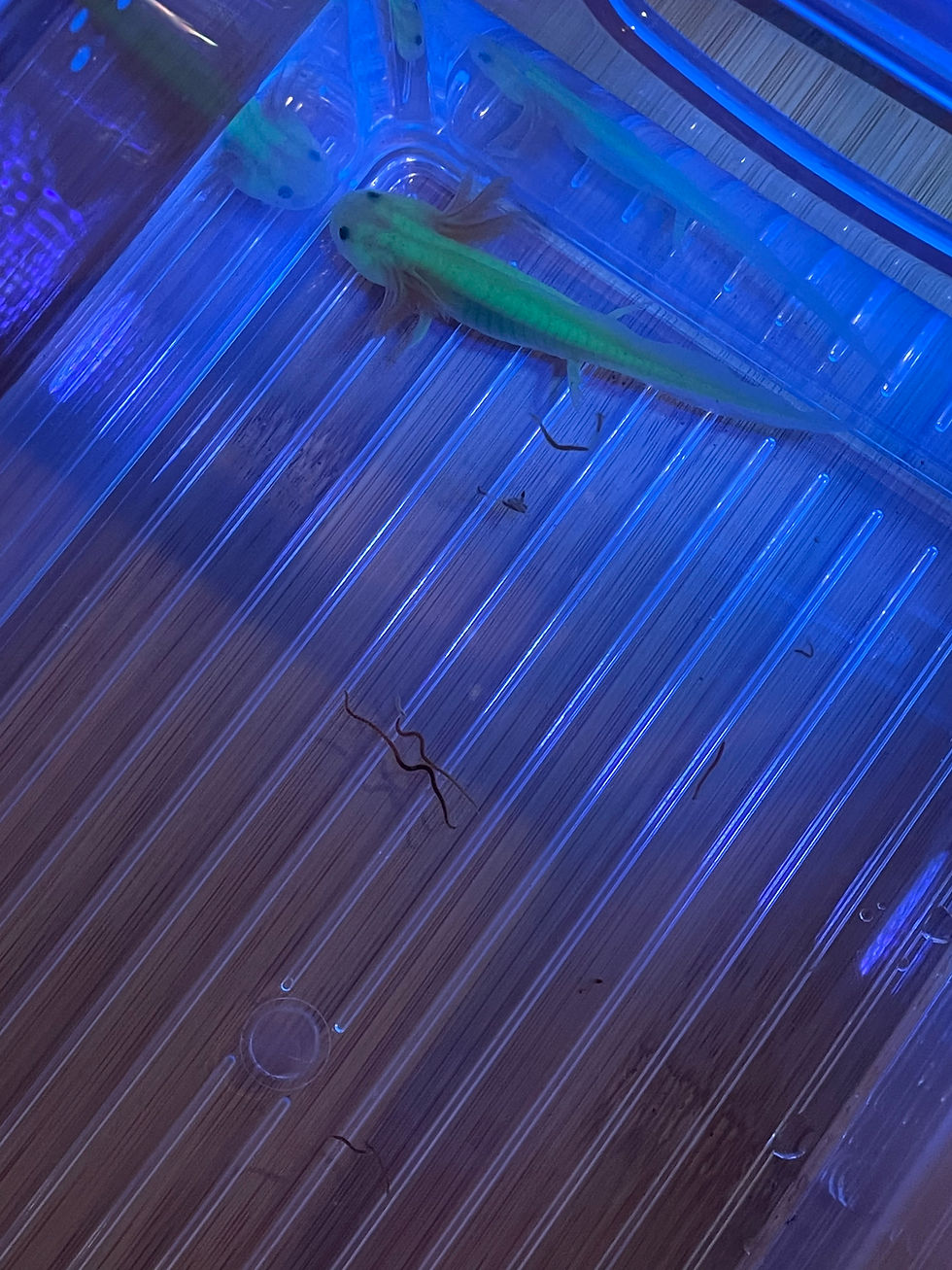 Thumbnail: "Bounce" GFP Leucistic Axolotl