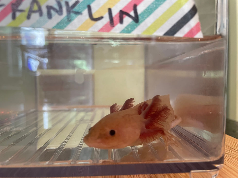 Thumbnail: "Ben Franklin" Light Spotted Copper Melanoid Axolotl