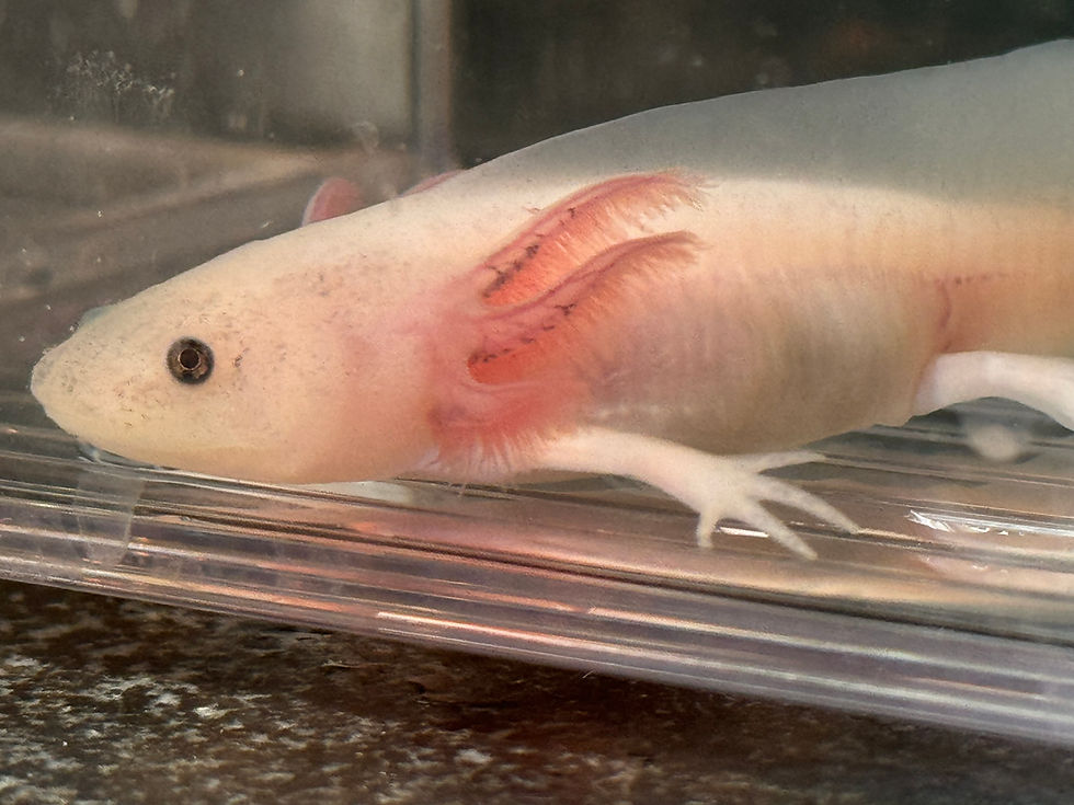 Thumbnail: "Aphrodite's Pink Nightie" Leucistic Axolotl