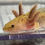 Thumbnail: "Squeeze Shampoo"RFP Copper Axolotl (DNA Confirmed Female)