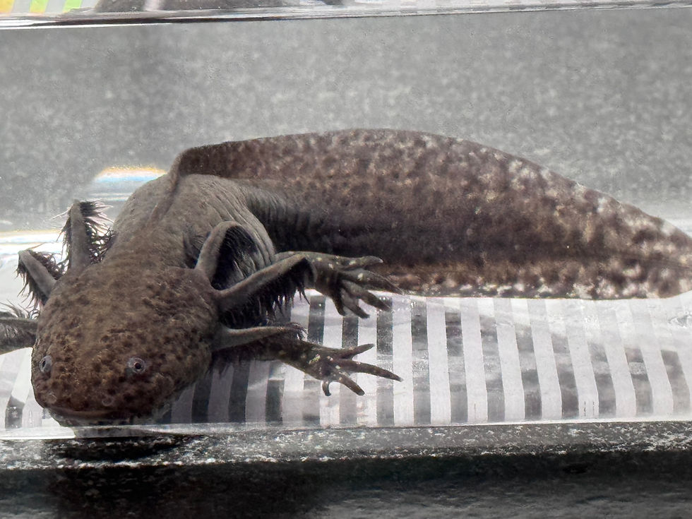 Thumbnail: "Enchanti Wash" Wild Type Axolotl (Probable Female)