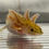 Thumbnail: "Citris Splash" RFP Hypomelanistic Axolotl (Unsexed)