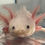 Thumbnail: "Chick Flick Cherry" RFP Leucistic Axolotl (DNA Confirmed Female)