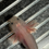 Thumbnail: "Back Bay" Dirty Leucistic Axolotl (Unsexed)