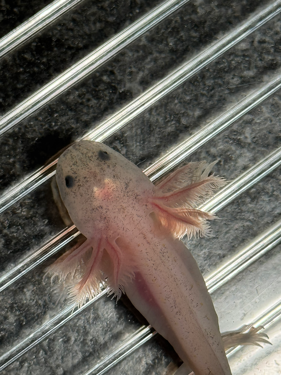 Thumbnail: "Back Bay" Dirty Leucistic Axolotl (Unsexed)