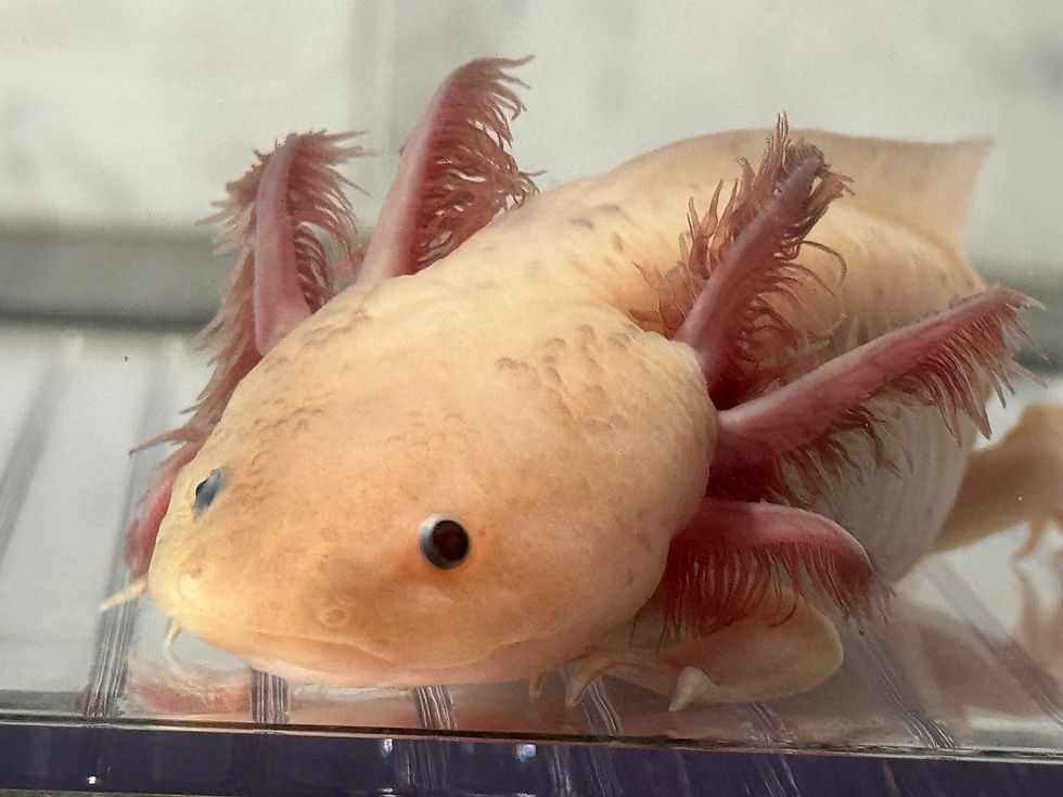 Thumbnail: "Pep" Light Hypomelanistic Melanoid (Presumed Female)
