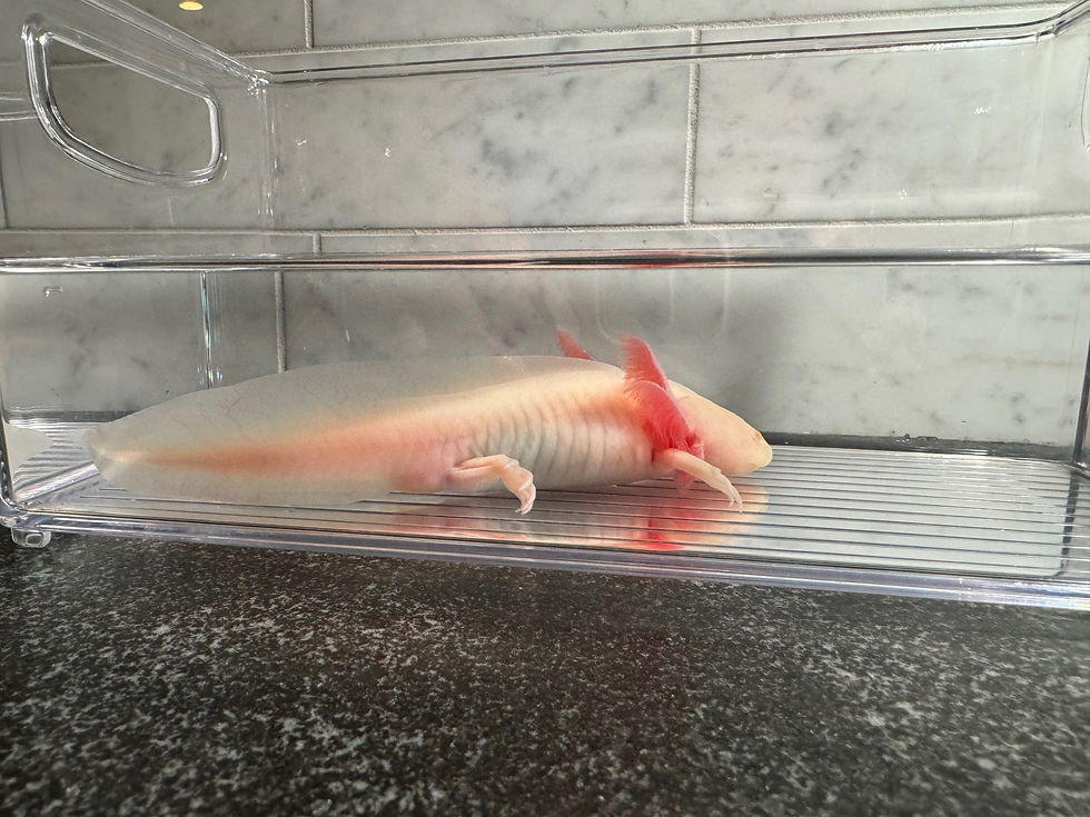 Thumbnail: "Chex" Hypomelanistic Melanoid Albino Axolotl (Confirmed Male)