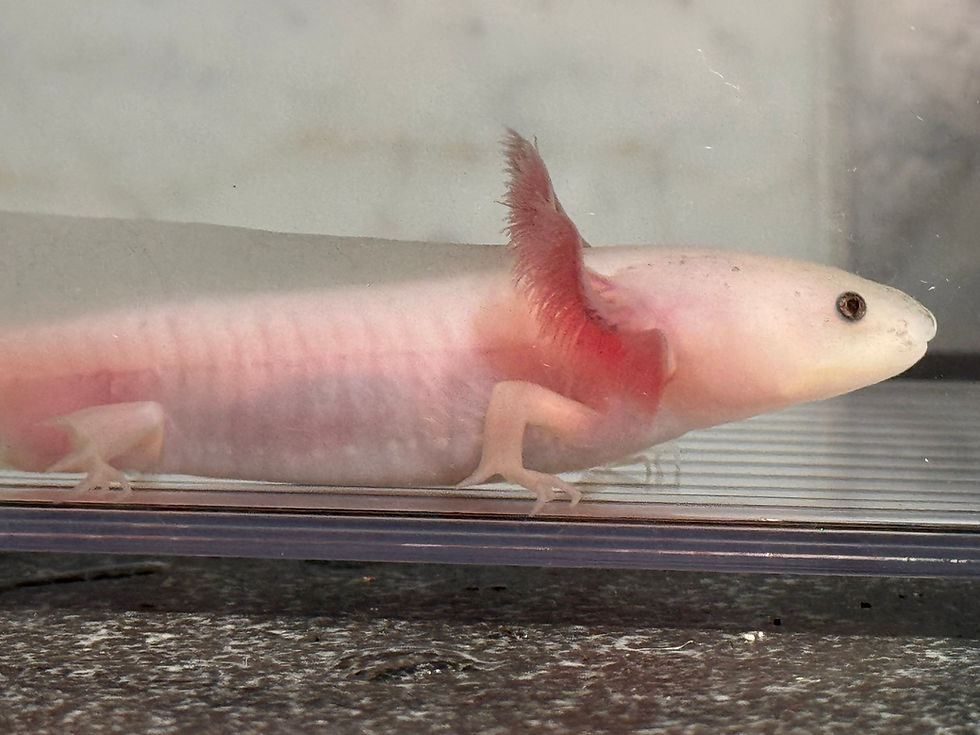 Thumbnail: "Got The Blues For Red" RFP Leucistic Axolotl (DNA Confirmed Male)