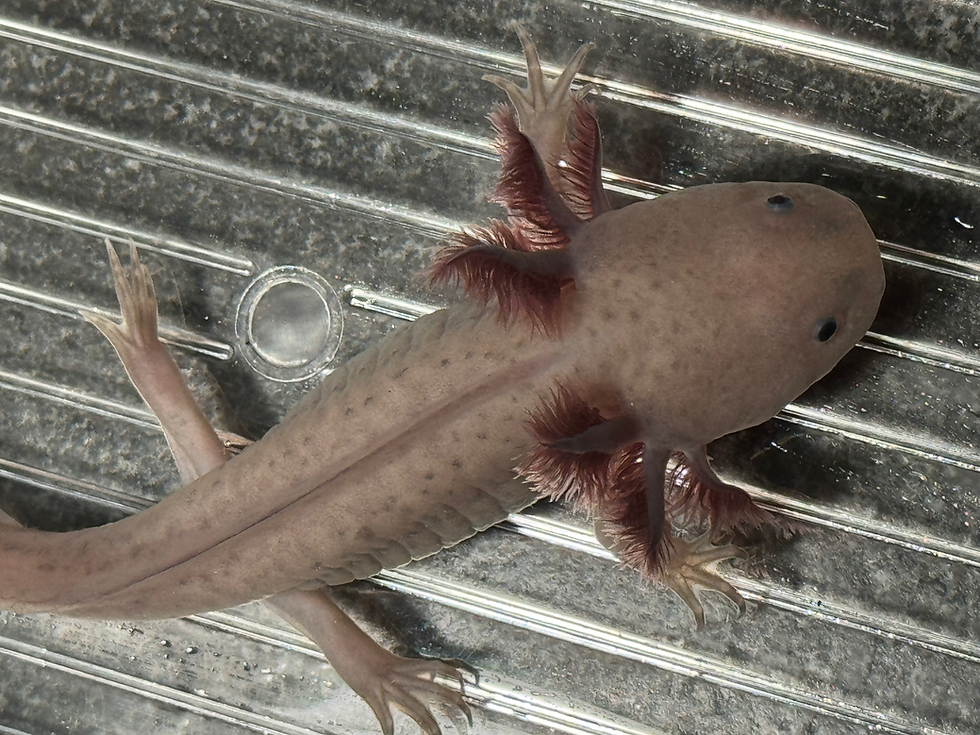 Thumbnail: "Skip Splash Hair Wash" RFP Axanthic Hypomelanistic Melanoid Axolotl (Unsexed)