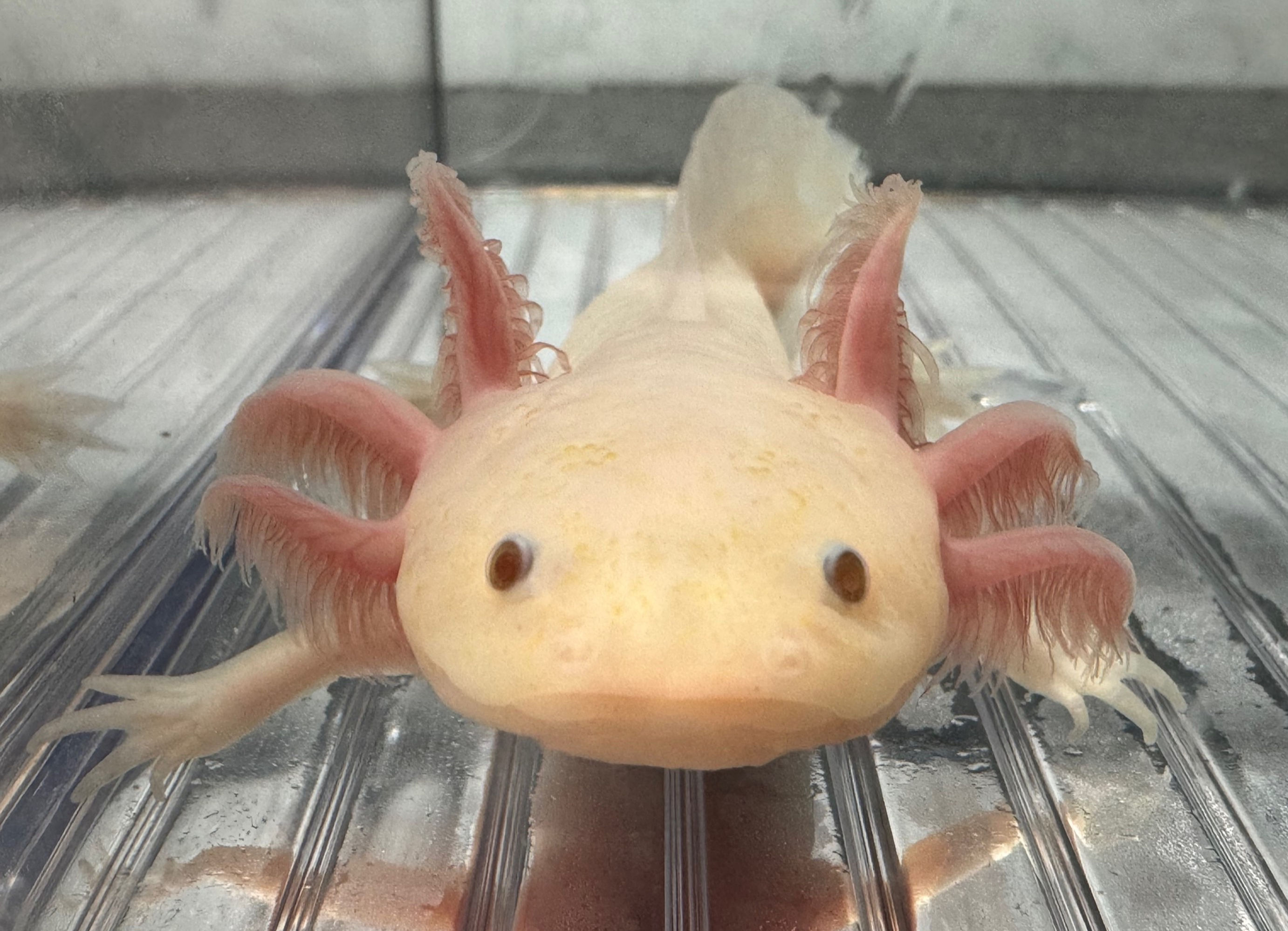 "Sprinkle Spangle" Hypomelanistic Copper Melanoid Axolotl