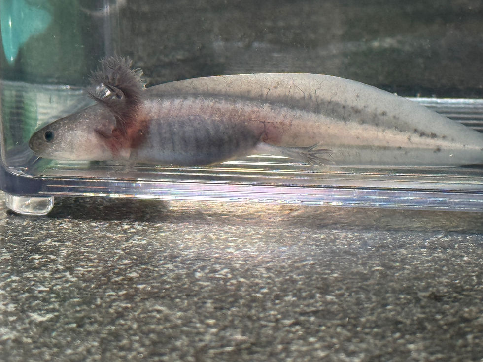 Thumbnail: "Gorton" Axanthic Melanoid Axolotl