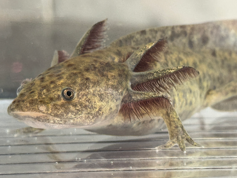 Thumbnail: "Lemon Lime Zest"Wildtype Axolotl (Unsexed)