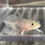 Thumbnail: "Camille Rose" RFP Hypomelanistic Axanthic Melanoid Axolotl (Unsexed)