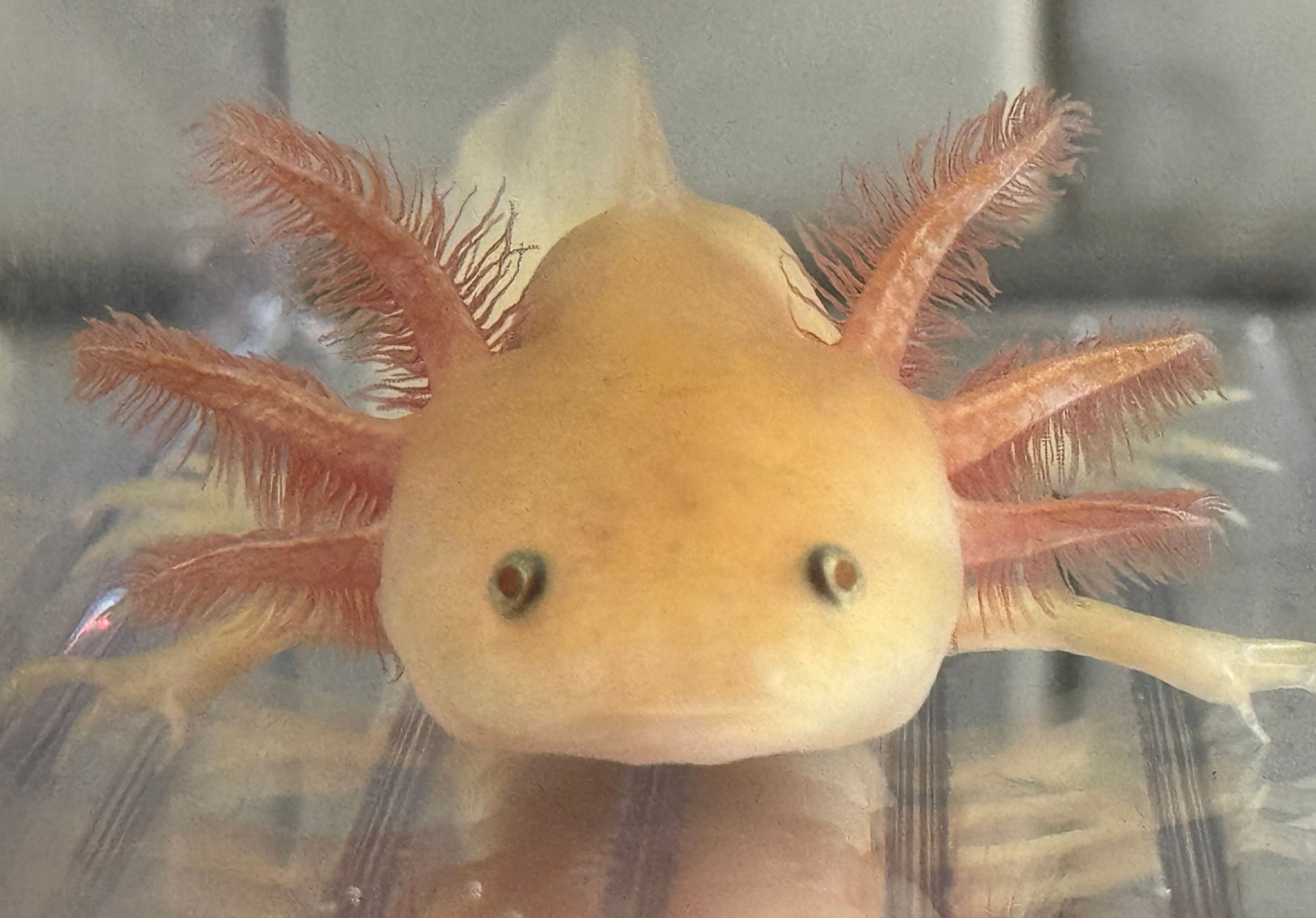 "Michelina" Hypomelanistic Axolotl (Unsexed)