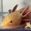 Thumbnail: "Sunshine Head" RFP Copper Axolotl (Visually Confirmed Male)