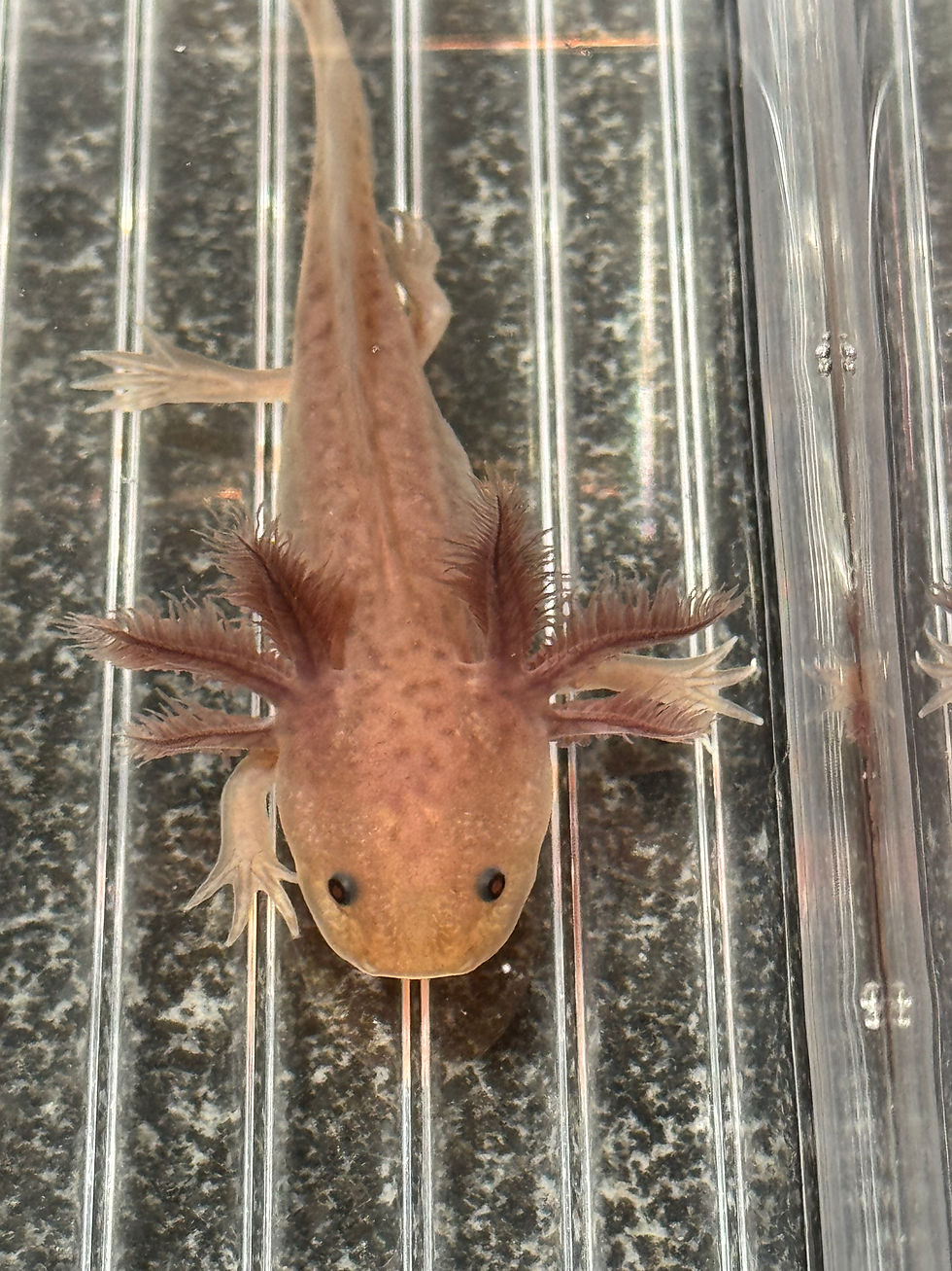 Thumbnail: "Creature" Hypomelanistic Melanoid (DNA Confirmed Female)