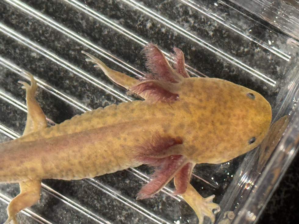 Thumbnail: "Shea Butter Spa" Copper Axolotl (DNA Confirmed Male)