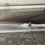 Thumbnail: "Velvet Strand" Melanoid Axolotl (Unsexed)