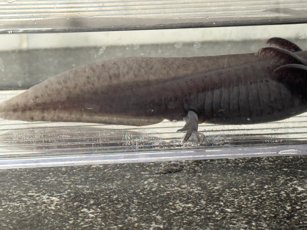 Thumbnail: "Velvet Strand" Melanoid Axolotl (Unsexed)