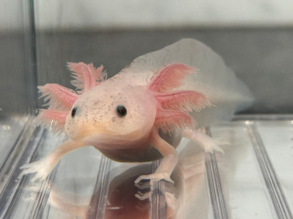 Thumbnail: "Porter" Dirty Leucistic Axolotl (DNA Confirmed Female)