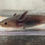 Thumbnail: "Cobalt" Hypomelanistic Axanthic Melanoid Axolotl (DNA Confirmed Female)