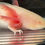 Thumbnail: "Banana Frosted Flake" Hypomelanistic Albino Melanoid Axolotl (Confirmed Male)