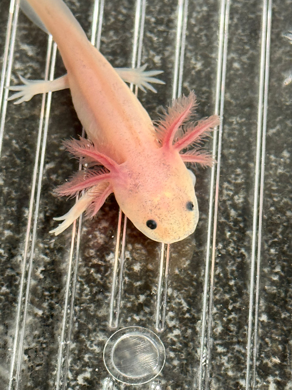 Thumbnail: "Ruggles" Dirty Leucistic Axolotl (DNA Confirmed Female)