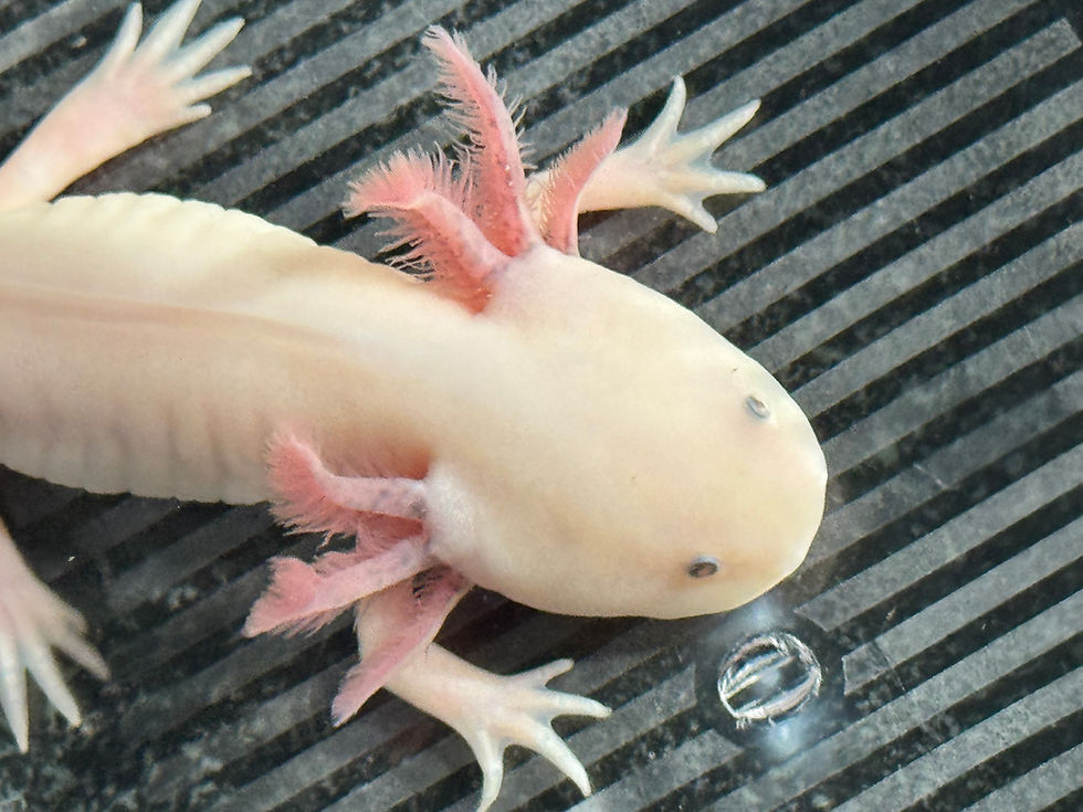 Thumbnail: "Haines" Hypomelanistic Blue Gilled Leucistic Axolotl (Confirmed Male)